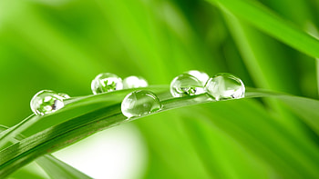 Plants, Grass, Background, Drops HD wallpaper