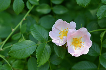 Flowers, Macro, Branch, Wild Rose HD wallpaper