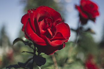 Flowers, Flower, Dark, Rose Flower, Rose, Saturated HD wallpaper