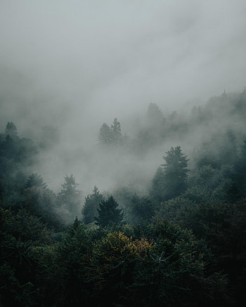 Nature, Trees, Forest, Fog, Spruce, Fir, Darkness HD phone wallpaper