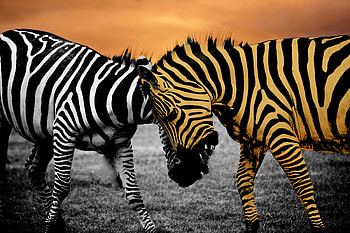 public domain , Safari graphy, Stunning wildlife visuals, Versatile zebra ry HD wallpaper