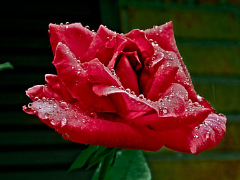 opening_petals, rose, wet, flower, red, nature HD wallpaper