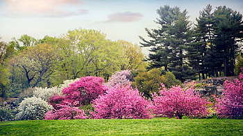 Cherry on a Hillside, New York Botanical Garden, landscape, trees, spring, blossoms, usa HD wallpaper