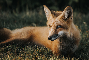 Animals, Grass, Fox, Lies, Muzzle, Predator HD wallpaper