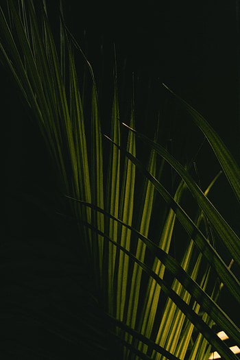 Leaves, Macro, Dark, Palm HD phone wallpaper