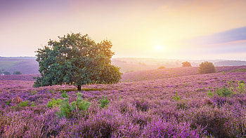 Posbank Sunrise, Flowers, Nature, Sunrise, Fields HD wallpaper