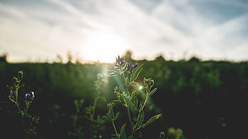 Close-up of blooming flower with sun rays in a summer meadow at sunset. HD wallpaper
