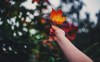 leaf in hand, autumn, bokes, orange leaf, forest HD wallpaper