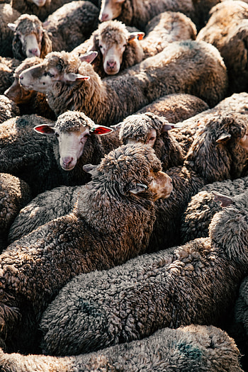 Excellent sheep , Professional stock , Incredible variety, s HD phone wallpaper