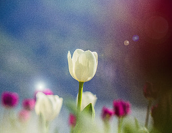 White tulips, portrait HD wallpaper