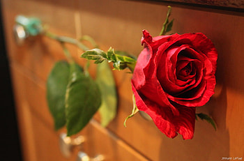 red rose, rose, flower, red, nature HD wallpaper