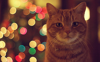 Best cat , High-definition feline , , Excellent cat graphy HD wallpaper