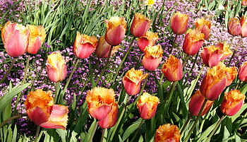 Flowers, Tulips, Beauty, Flower Bed, Flowerbed, Spring, Terry HD wallpaper