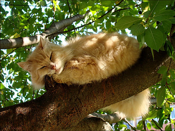 Cat, kitten, kitty, cats, cute, sleepy, sleeping, beauty, animals, hat, sweet, beautiful, paws, cat face, pretty, face, lovely HD wallpaper