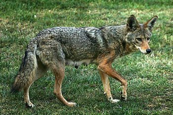 Coyote, Middlesex county threat, Killer coyote, On the prowl HD wallpaper