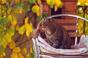 *** Cat ***, animal, cats, cat, animals HD wallpaper