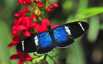 Longwing, red flowers, black white blue, butterfly HD wallpaper