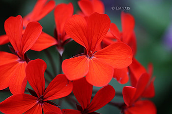 strong_impressions., nature, 3d, red, flower HD wallpaper