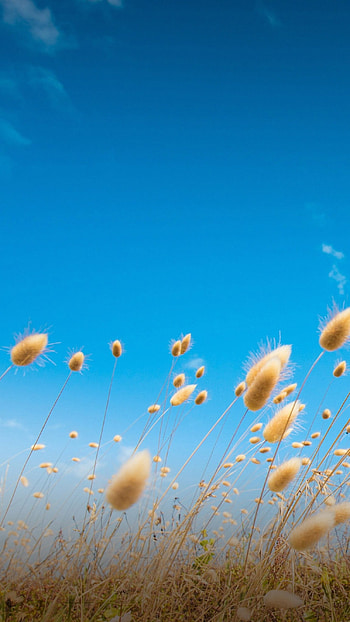 Samsung, Nature HD phone wallpaper