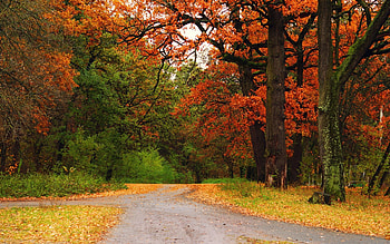 Nature, Trees, Autumn, Road, Forest, Path, Trail, Crossroads, Crossroad HD wallpaper