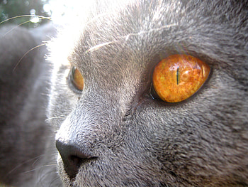Eyes, cute, cat, look HD wallpaper