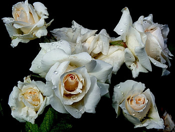 Flowers, Drops, Rose Flower, Rose HD wallpaper