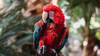 Macaw , macaw, birds HD wallpaper