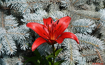 Plants, Flowers, Lilies HD wallpaper