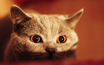 Animals, Kitty, Kitten, Muzzle, Eyes, Sight, Opinion HD wallpaper