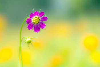 Outdoor Nature, summer, background, purple, flower, flower petals, beautiful, nature, Cosmos HD wallpaper