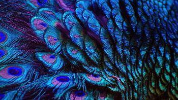 Splendid Peacock Feather , peacocks, birds, feather HD wallpaper