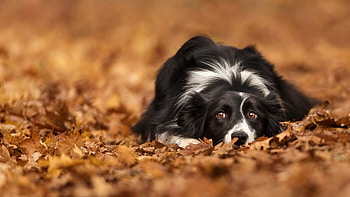 Awesome Border Collie, , Dog lover's dream, Full cuteness HD wallpaper