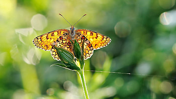Grass, Plant, Macro, Butterfly HD wallpaper