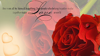Rose and Ladybug, ladybug, fleur, romance, spring, poetry, lady bug, summer, flower, love, poem, red rose, valentines day HD wallpaper