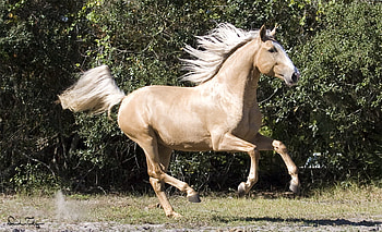 Palomino Lusitan, horses, lusitan, portuguese, palomino, iberian HD wallpaper