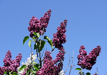 purple lilacs, may, purple, , lilac HD wallpaper