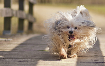 Animals, Dogs HD wallpaper