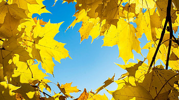 Yellow leaves, Nature's beauty, Backgrounds HD wallpaper