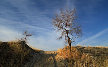 Nature, Sand, Wood, Road, Tree, Rise, Elevation, Naked HD wallpaper