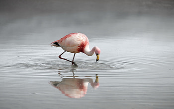 Animals, Water, Rivers, Flamingo, Lake, Bird, Color, Hunting, Hunt, Plumage HD wallpaper