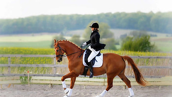 Equestrian , Equestrian backgrounds, Eventing, Horse HD wallpaper