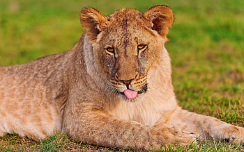 Animals, Grass, Muzzle, Lion, Lioness HD wallpaper