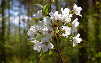 Blossoms, branch, nature, spring, macro HD wallpaper