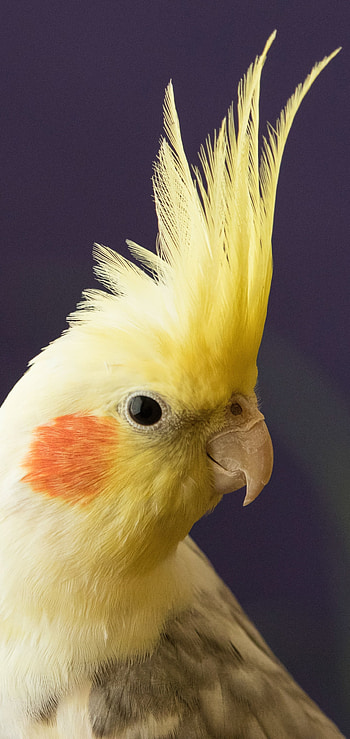Cockatiel, Animal, Bird, Birds HD phone wallpaper