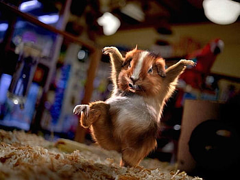 Ratinho lutador, animal HD wallpaper