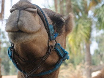 camel, animal, cute HD wallpaper