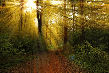 Rays through trees, rays, sunlight, trees, nature, forest HD wallpaper