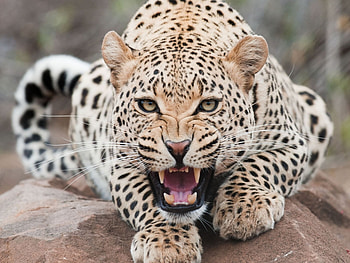 Animals, Leopards HD wallpaper