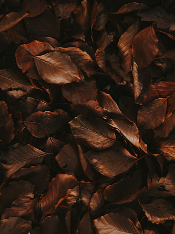 Nature, Autumn, Leaves, Brown, Foliage, Dry HD phone wallpaper