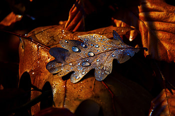 Leaf, drops, autumn, close up HD wallpaper